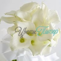 Белая калла 