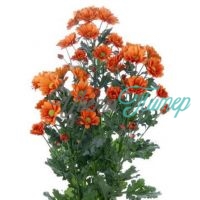 Хризантема орнаж кустовая