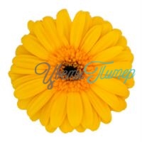 Желтая гербера