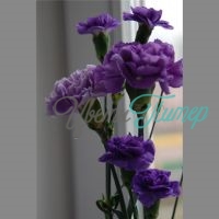 Фиолетовая гвоздика кустовая