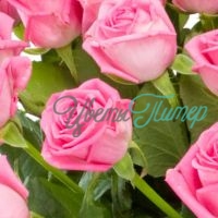 Розовая роза