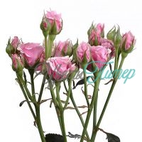 Розовая роза кустовая
