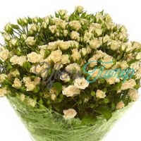 Кремовая роза кустовая